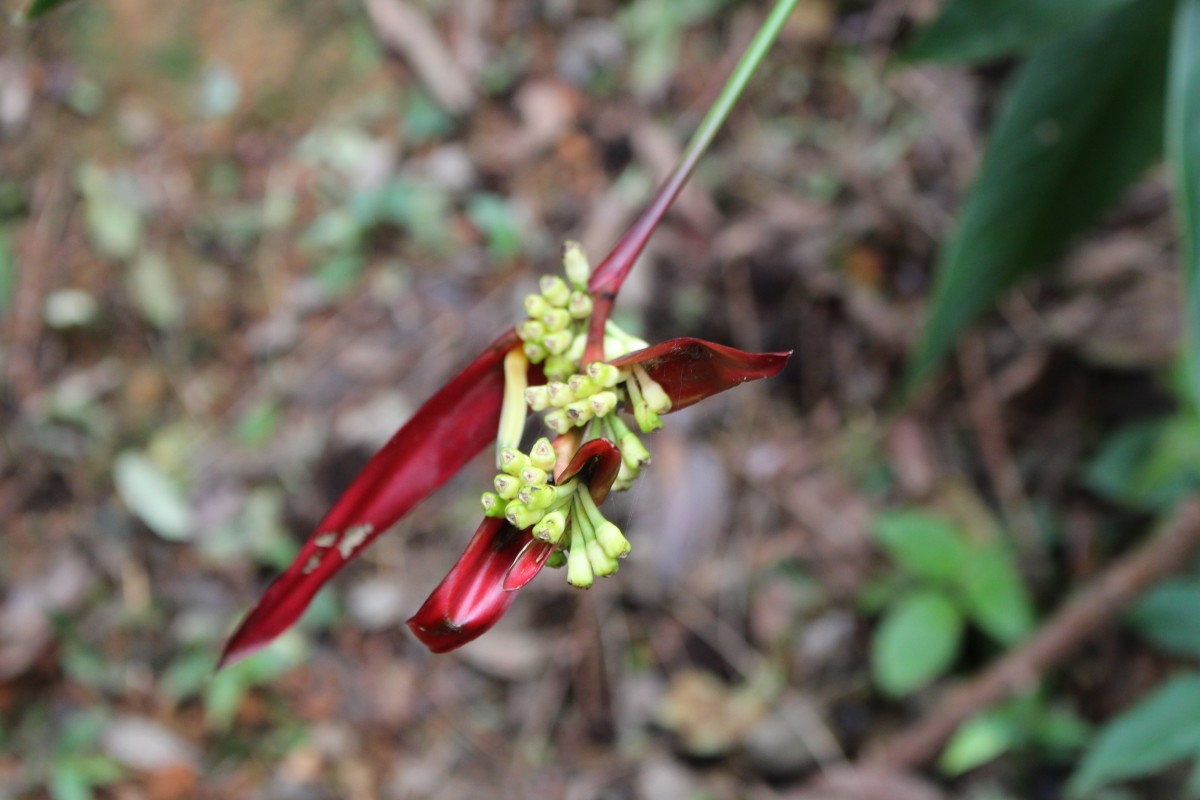 Heliconia psittacorum L.f.